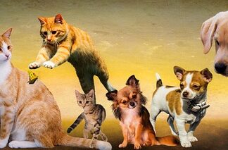 Czy psy lubią wodę?