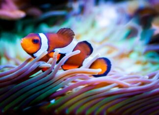 Gdzie jest Nemo niebieska rybka?