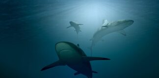 Ile kosztuje rekin do akwarium?