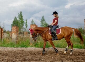 Gdzie kupić kojec dla psa?