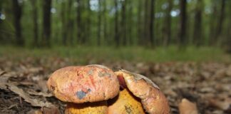 W jakich porach jedza Włosi?