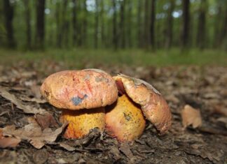 W jakich porach jedza Włosi?