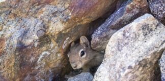 Jakie wypelnienie do legowiska dla psa?