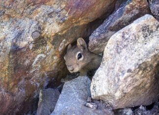 Jakie wypelnienie do legowiska dla psa?