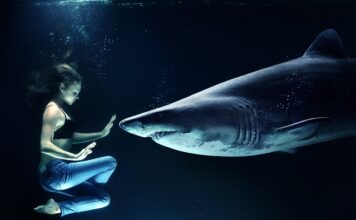 Czy da się kupic rekina? Czy da się kupic rekina?