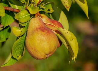 Jak zrobić Gruszke na cieplo?