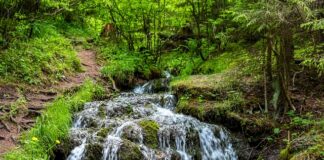 Dlaczego warto jesc mieszanke studencka?