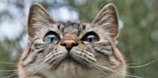 Czy można chodzić z psem bez smyczy?