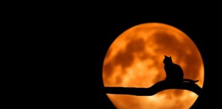 Co do jedzenia dla kota?