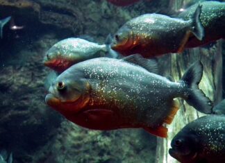 Czym żywią się piranie?