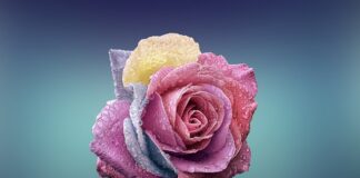 Czym się różni przystawka od przekąski?