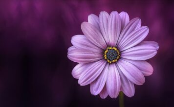 Jak zrobić fioletowy barwnik spożywczy?