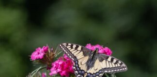 Jakie są najrzadsze imiona?