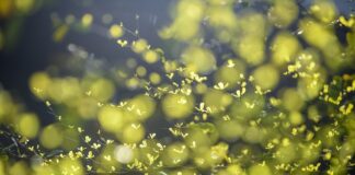 Jak długo kiełkuje orzech?