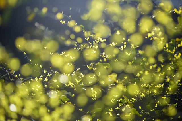 Jak długo kiełkuje orzech? Jak długo kiełkuje orzech?