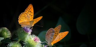 Jak zabarwić masę do tortu?