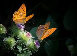 Jak zabarwić masę do tortu? Jak zabarwić masę do tortu?