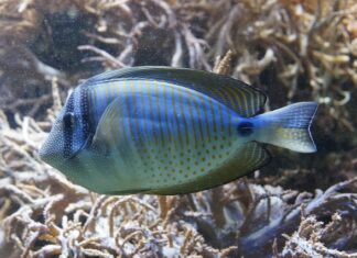 Na czym polega akwarystyka? Na czym polega akwarystyka?