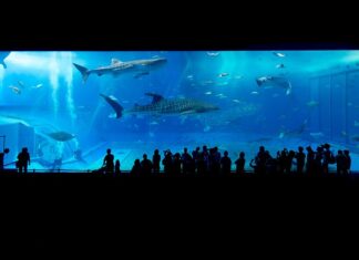 Co je sum rekini? Co je sum rekini?