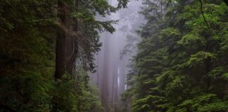 Czy sekwoja może rosnąć w Polsce?