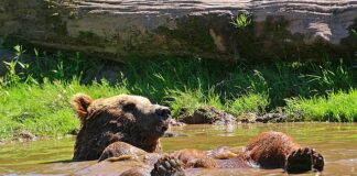 Jak odświeżyć psa bez kąpieli?