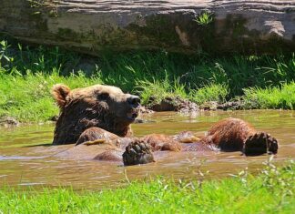 Jak odświeżyć psa bez kąpieli?