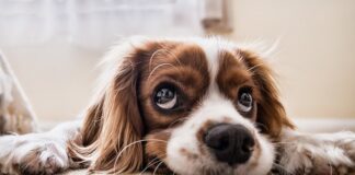 Ile tygodni musi mieć szczeniak aby go oddać?