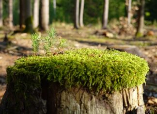 Co jeść aby zregenerować żołądek? Co jeść aby zregenerować żołądek?
