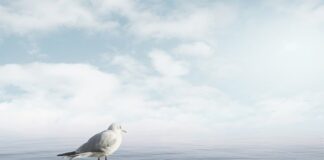 Jak uspokoić psa w kojcu?