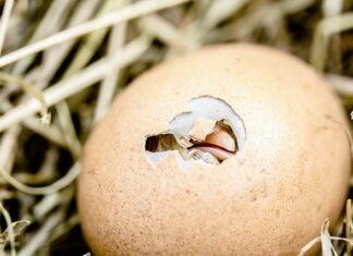 Do czego wykorzystać skorupki z orzechów? Do czego wykorzystać skorupki z orzechów?