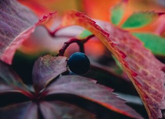 Czy winogrono to rodzynki?