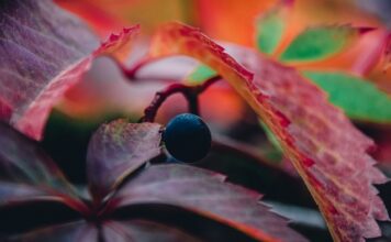 Czy winogrono to rodzynki? Czy winogrono to rodzynki?