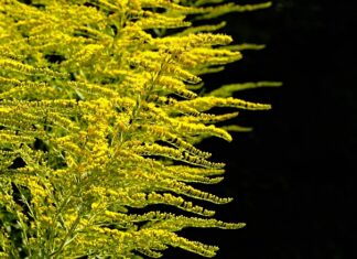 Kiedy sadzić nasiona orzecha włoskiego?