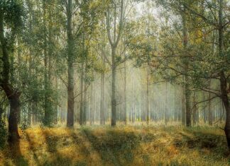 Czy na pustyni rosną drzewa?