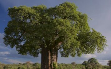 Jak Staś nazwał baobab? Jak Staś nazwał baobab?