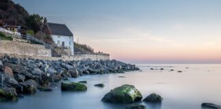 Jak pies widzi obraz w telewizorze?