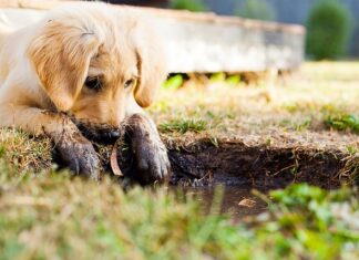 Czego nie wolno robić ze szczeniakiem?