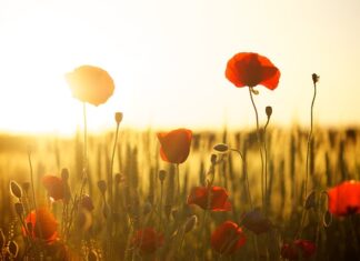 Ile dać mąki ziemniaczanej zamiast budyniu do sernika?