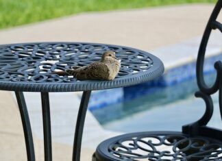 Jak długo może stać woda w basenie? Jak długo może stać woda w basenie?