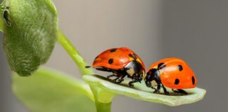 Czy w Biedronce można kupić barwniki spożywcze?