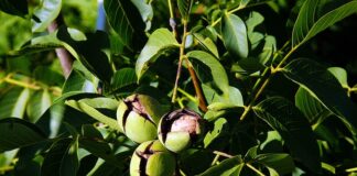 Co można zrobić z łupinek po pistacjach?