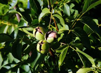 Co można zrobić z łupinek po pistacjach?
