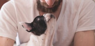 Czy psu przeszkadza kaganiec?