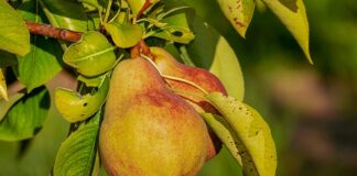 Co zrobić z gruszek na szybko?