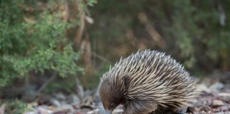 Co zamiast kolczatki?