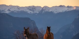 Z czego zrobiona jest Grappa?