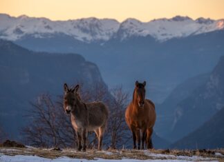 Z czego zrobiona jest Grappa? Z czego zrobiona jest Grappa?