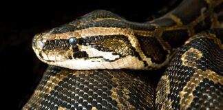 Jak długo trzeba dusić paprykę faszerowaną?