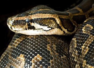 Jak długo trzeba dusić paprykę faszerowaną? Jak długo trzeba dusić paprykę faszerowaną?