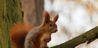 Czy pies może szczekać w kagańcu?